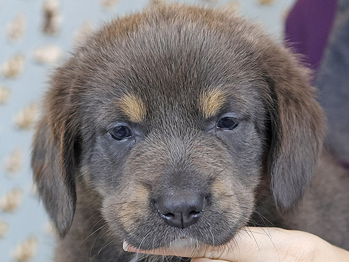 chinook puppy